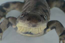 Image of mole salamanders