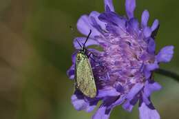 Image of burnet and forester moths