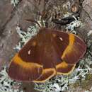 Image of oak eggar