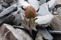 Image of Ranunculus acraeus Heenan & P. J. Lockh.