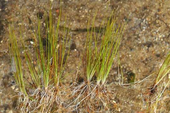 Eleocharis resmi