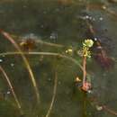 Myriophyllum alterniflorum DC. resmi