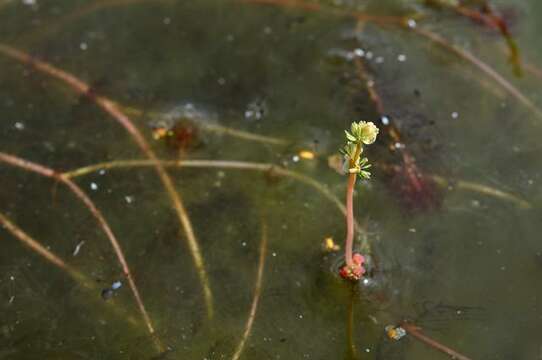 Image of water milfoil family