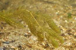 Image of water milfoil family