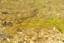 Image of water milfoil family