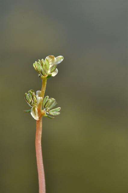 Image of water milfoil family