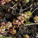 Image of Coral-necklace