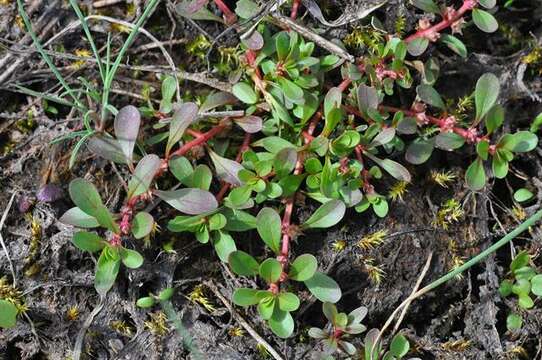 Image of loosestrife