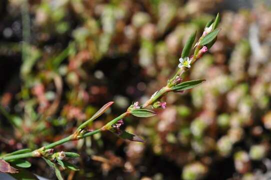 Polygonum aviculare subsp. rurivagum (Boreau) Berher resmi