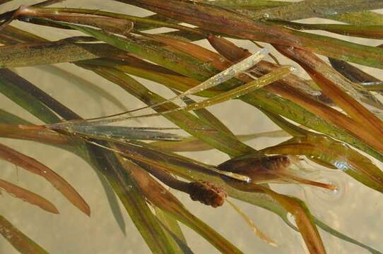 Image of Grass-wrack pondweed