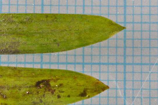 Image of Grass-wrack pondweed