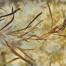 Image of Flat-stalked Pondweed