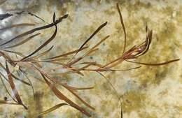 Image of Flat-stalked Pondweed