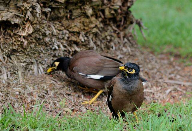 Image of Myna