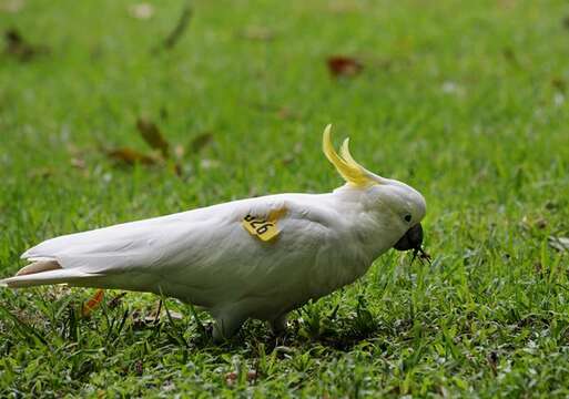 Image of Cacatua Vieillot 1817