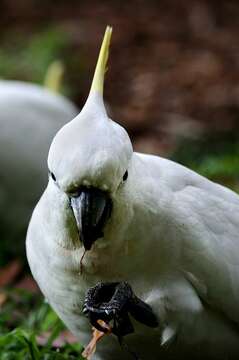 Image of Cacatua Vieillot 1817