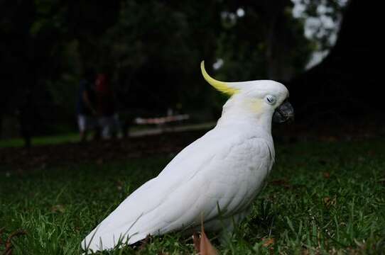 Imagem de Cacatua Vieillot 1817