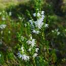 Plancia ëd Calluna vulgaris (L.) Hull