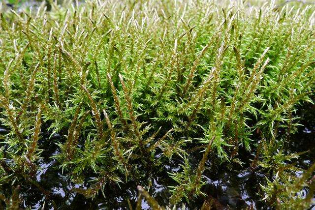 giant calliergon moss - Encyclopedia of Life