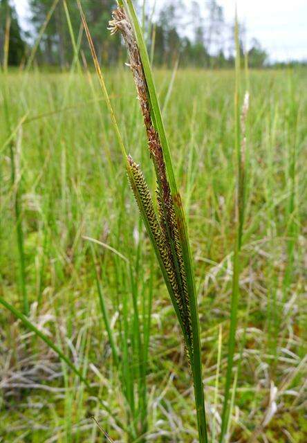 Plancia ëd Carex aquatilis Wahlenb.