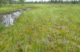 Plancia ëd Carex aquatilis Wahlenb.