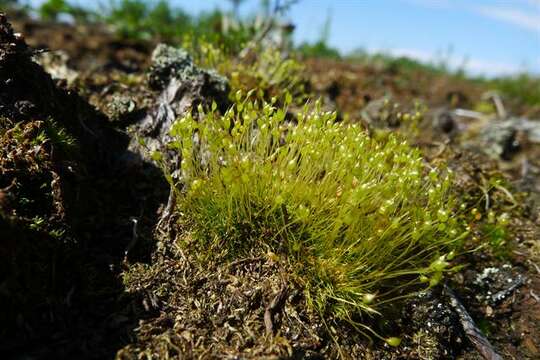 Image of dicranella moss