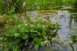 Image of Chickweed Willowherb