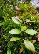 Image of Chickweed Willowherb