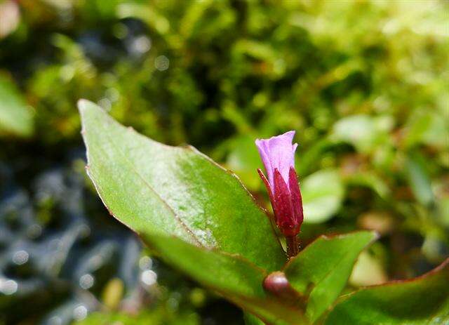 Image of Chickweed Willowherb