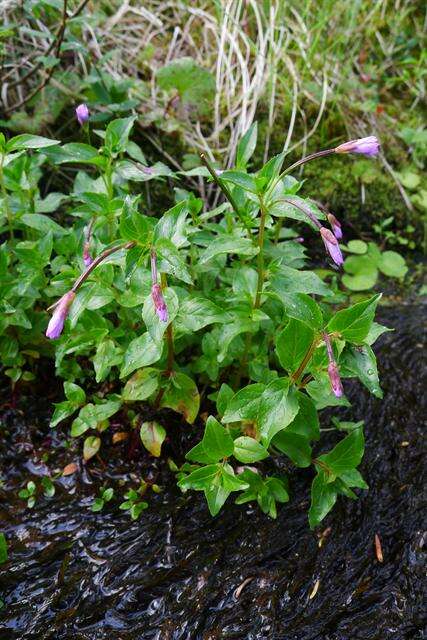 Image of Chickweed Willowherb