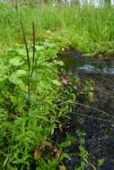 Image of Chickweed Willowherb