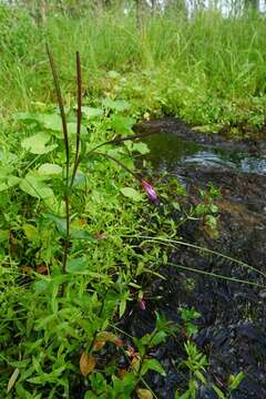 Image of Epilobium alsinifolium Vill.