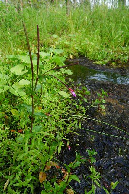 Image of Chickweed Willowherb