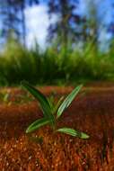 Image of marsh willowherb