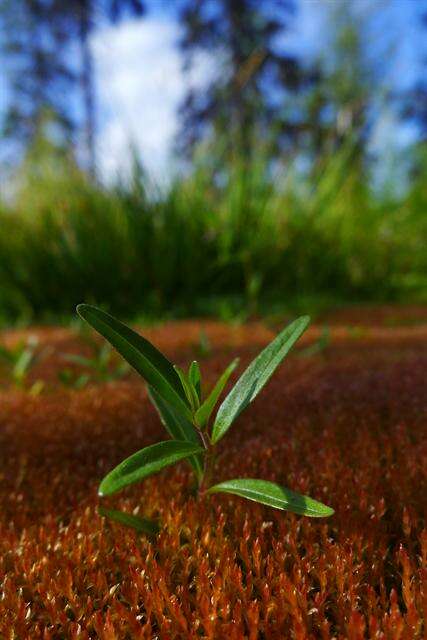 Image of marsh willowherb