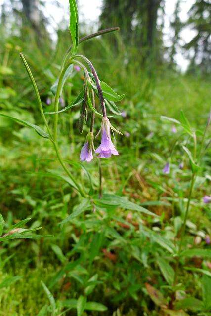 Image of marsh willowherb