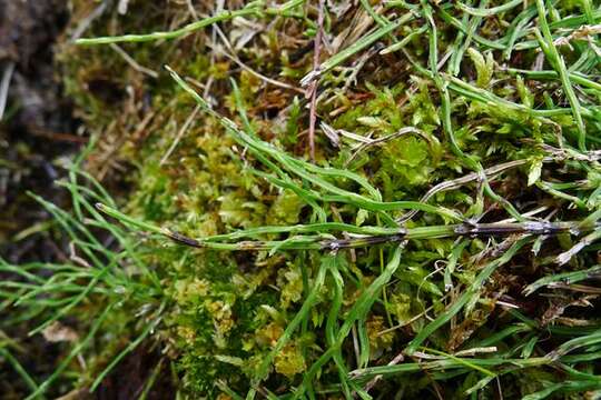 Imagem de Equisetum scirpoides Michx.