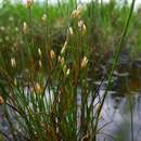 Juncus stygius L. resmi