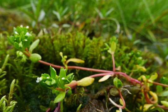 Image of miner's lettuce