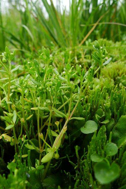 Image of miner's lettuce