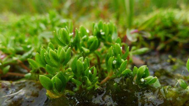 Image of miner's lettuce