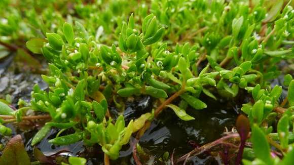 Image of miner's lettuce