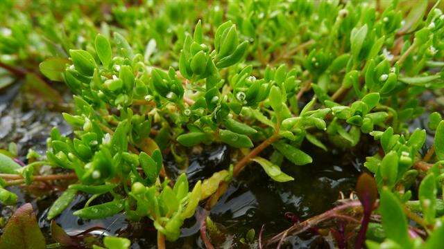 Image of miner's lettuce