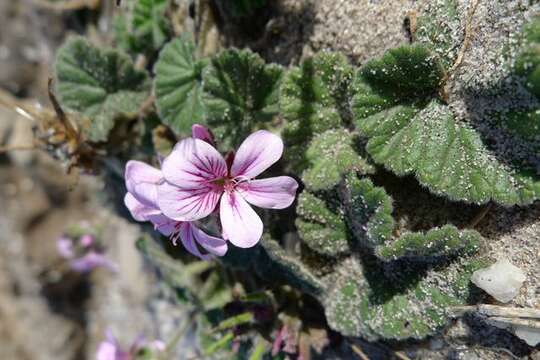 Sivun Pelargonium australe (Poir.) Jacq. kuva