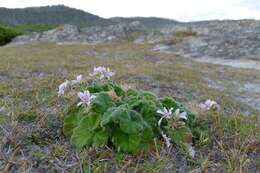 Sivun Pelargonium australe (Poir.) Jacq. kuva