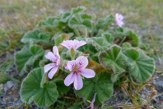 Sivun Pelargonium australe (Poir.) Jacq. kuva