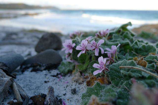 Sivun Pelargonium australe (Poir.) Jacq. kuva