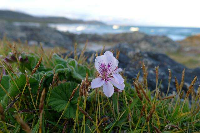 Sivun Pelargonium australe (Poir.) Jacq. kuva