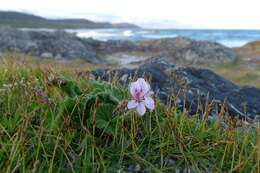 Слика од Pelargonium australe (Poir.) Jacq.