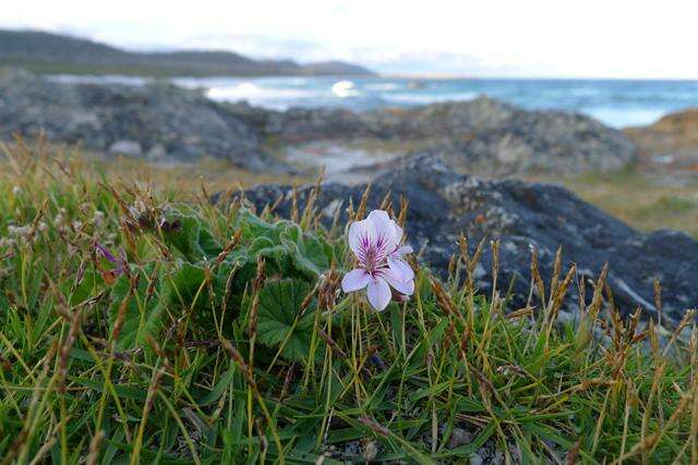 Sivun Pelargonium australe (Poir.) Jacq. kuva